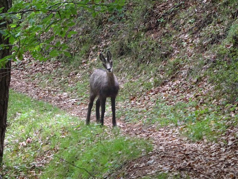 Rupicapra rupicapra.....dal Trentino Alto Adige